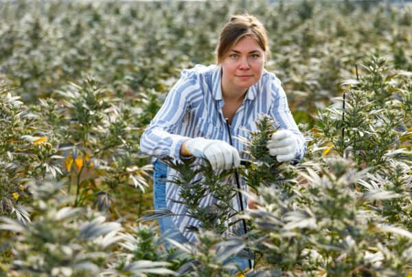 marijuana jobs cannabis careers. Woman growing cannabis outdoors.