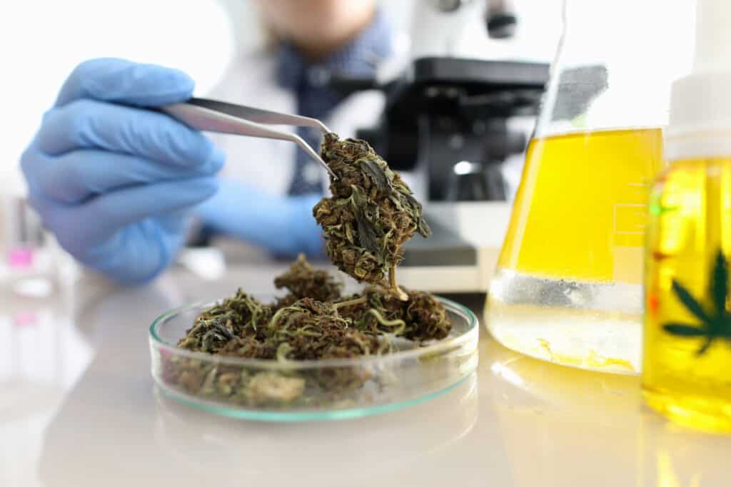 cannabis testing lab scientist jobs in cannabis