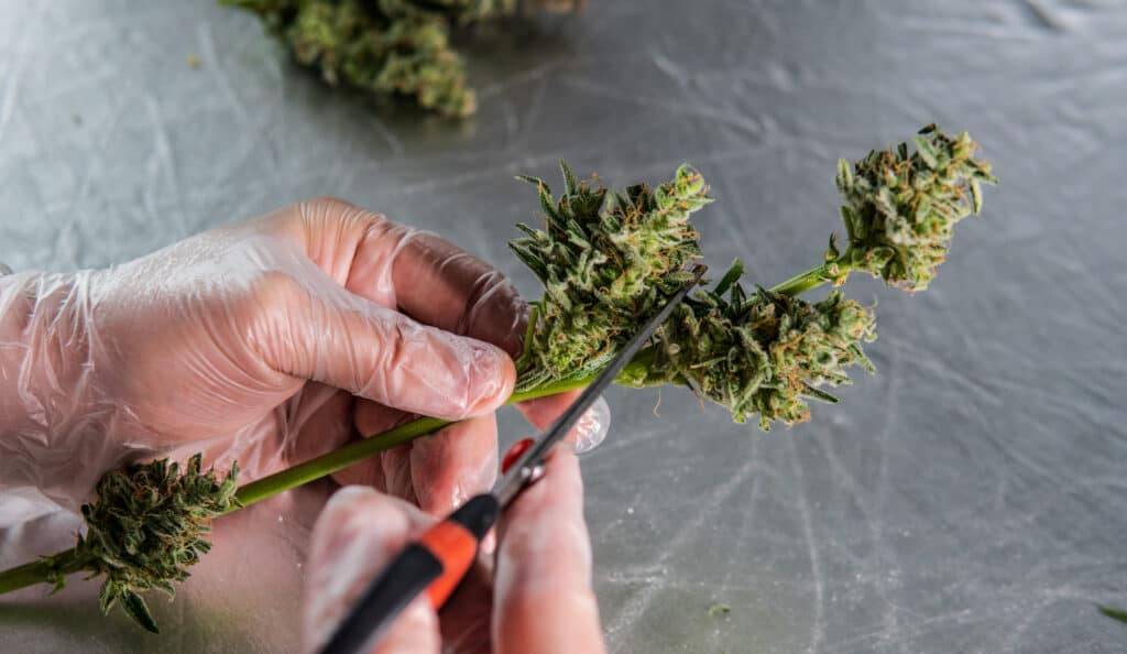 marijuana trimmer jobs in cannabis