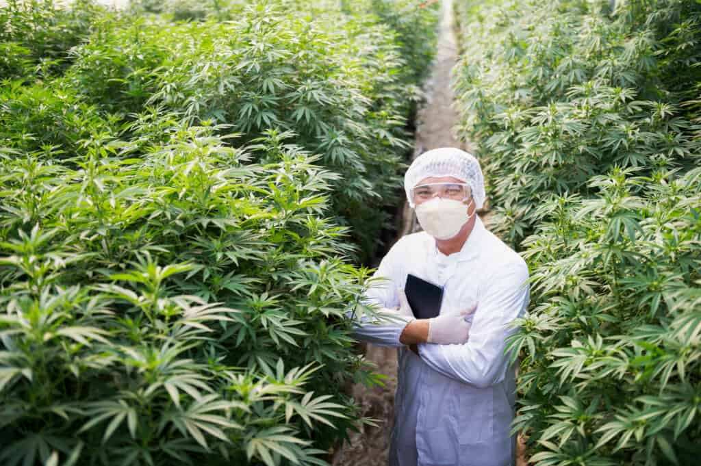 master grower jobs in cannabis