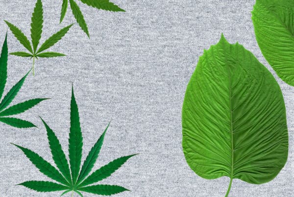 krater leaf. cannabis leaf. cloth background Top view.