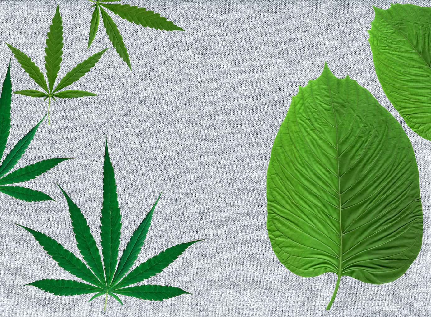 12 Amazing Facts About Kratom vs Weed