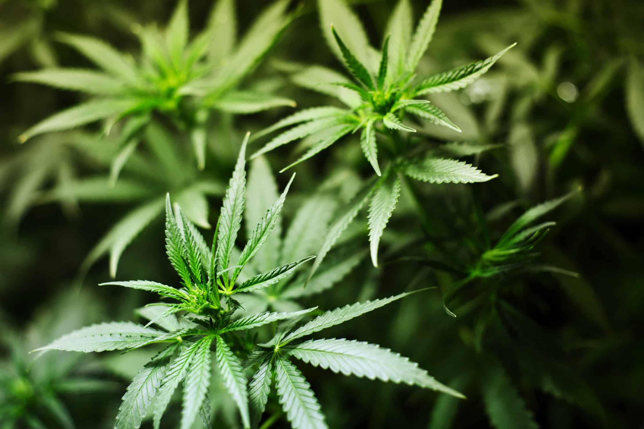 Legal Marijuana in Canada: Understanding the Benefits and Risks