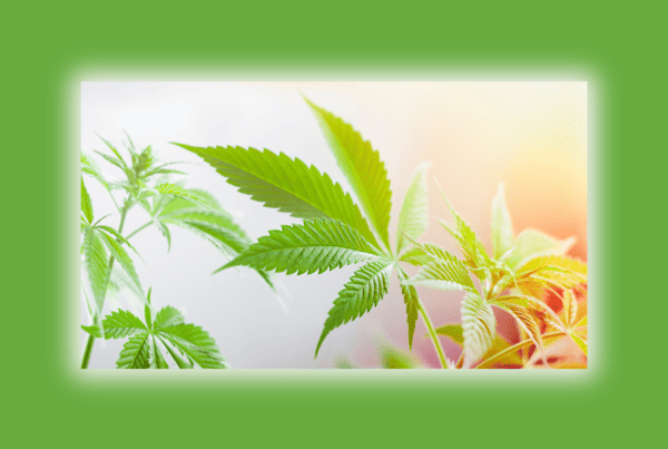 weed stems and cannabis leaves on green background with sun shinning down