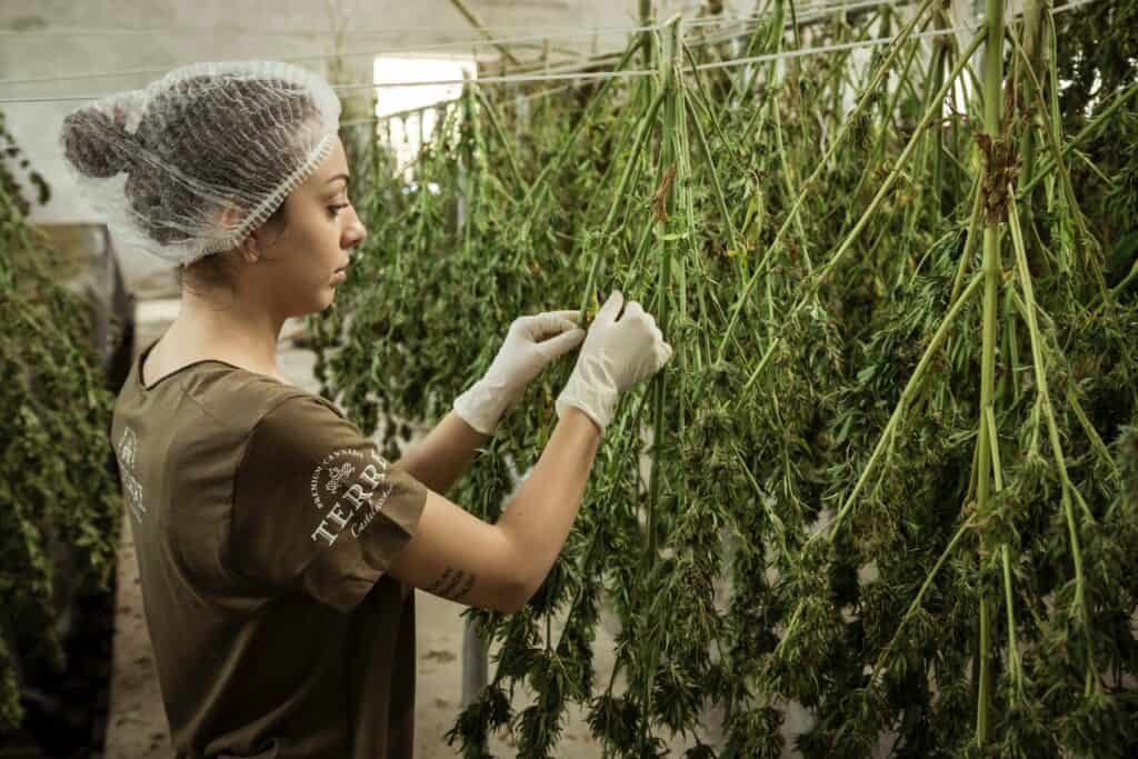 Cannabis trimmer trimming cannabis plants in Oklahoma in an indoor cannabis garden 