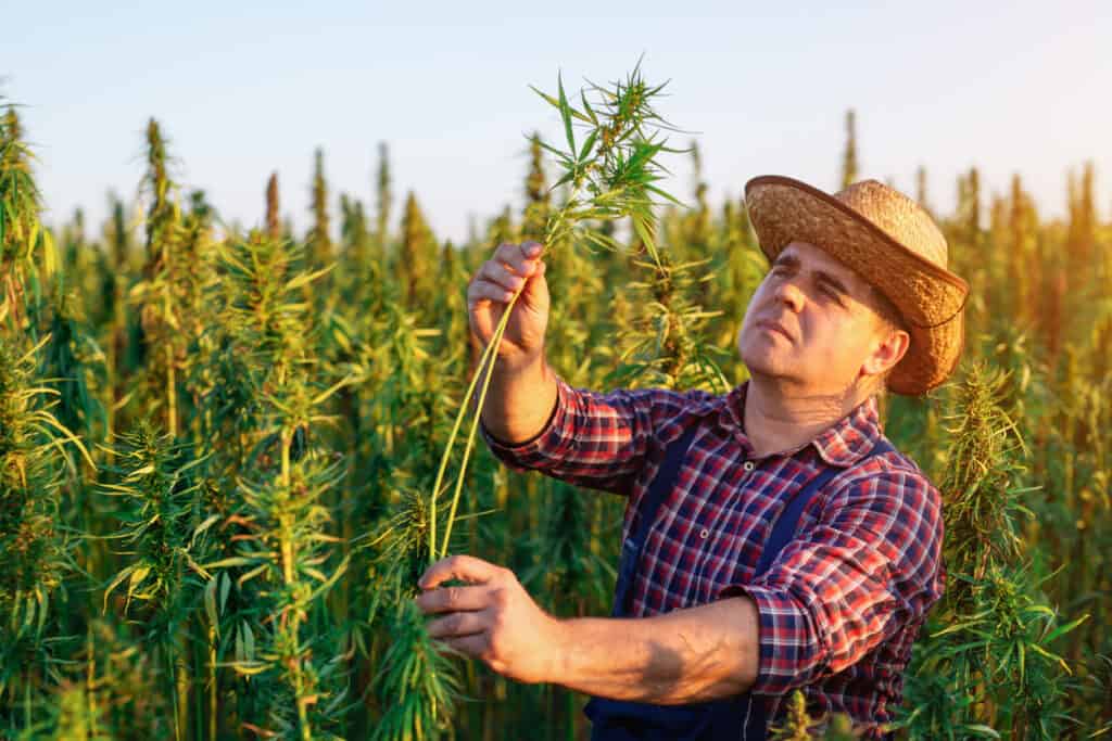 Marijuana plant training methods 
