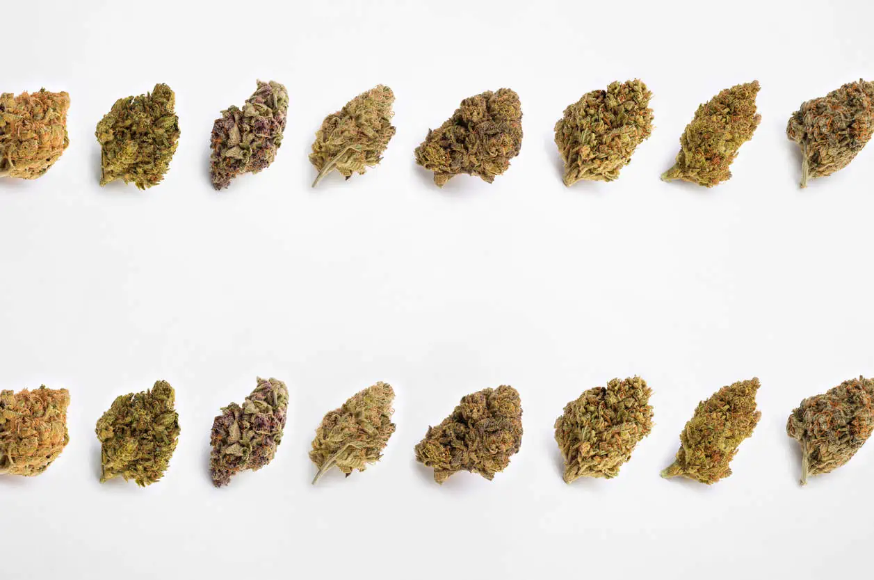 Ultimate Guide To Mixing Cannabis Strains
