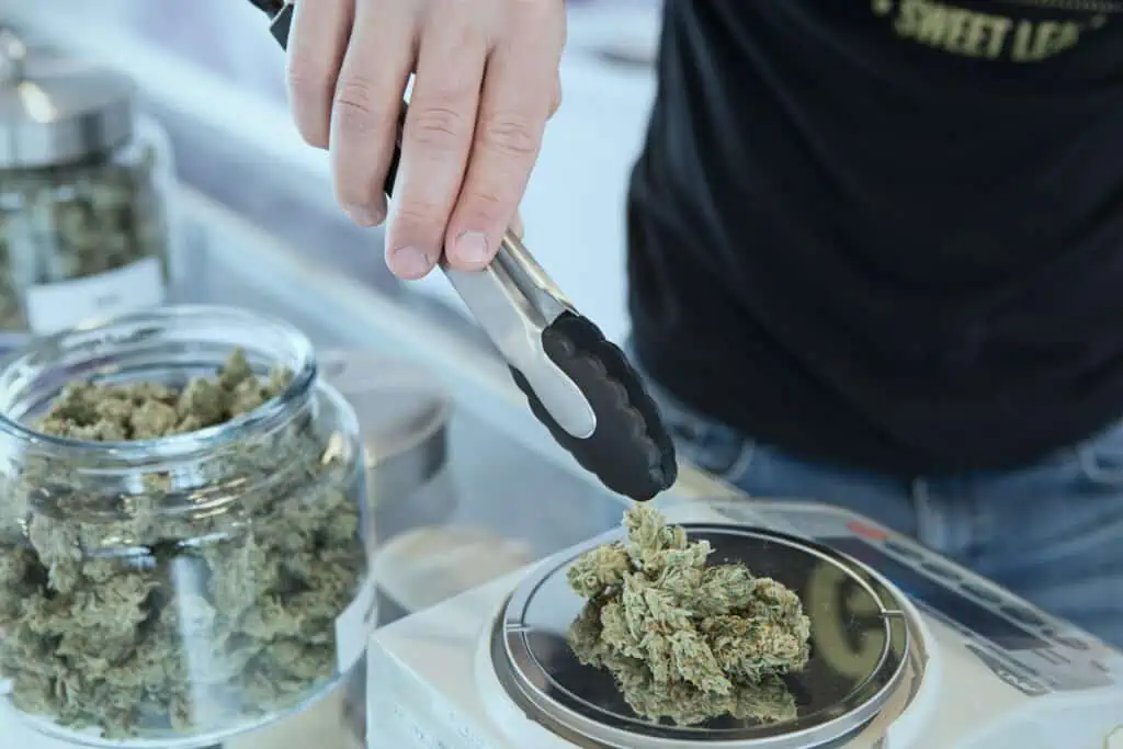 cannabis job in a dispensary in Colorado weighing cannabis as a budtender