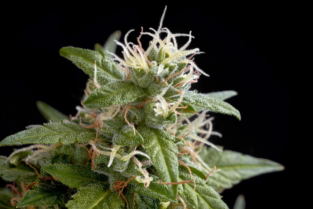Cannabis pistils. When to harvest weed. White hairs on cannabis buds. 