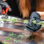 fresh cannabis harvest for medical use. USA marijuana plans