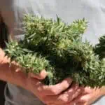 A man demonstrating with expertise when to harvest weed, confidently holding a bunch of marijuana in his hands.