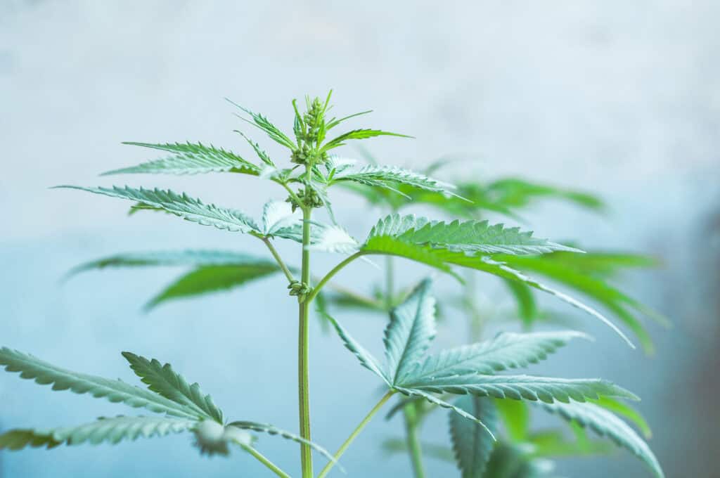 male cannabis plants