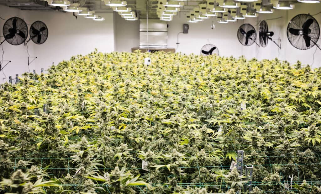 Sea of green cannabis grow method 