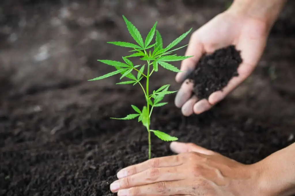 best soil for growing weed indoors. a hand next to a cannabis plant being grown in soil 