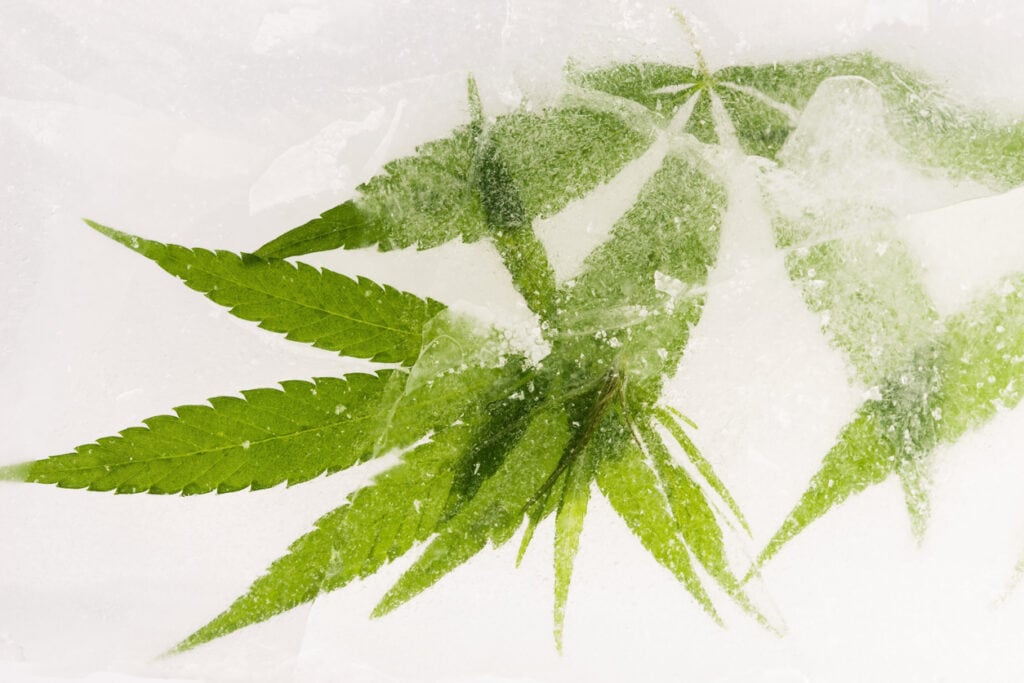 Can you freeze cannabis? Frozen cannabis leaves with ice on them