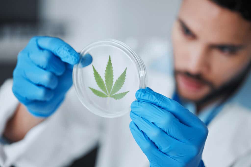 best cannabis training certifications. man looking at a cannabis leaf