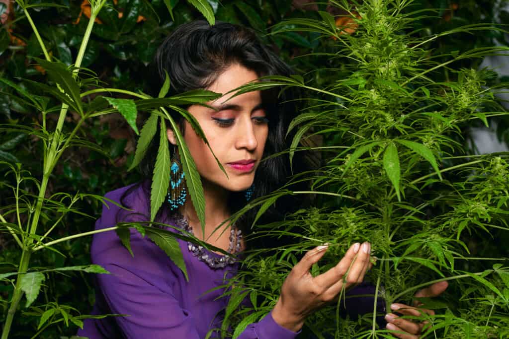 Columbia cannabis college student in a large indoor cannabis garden. 