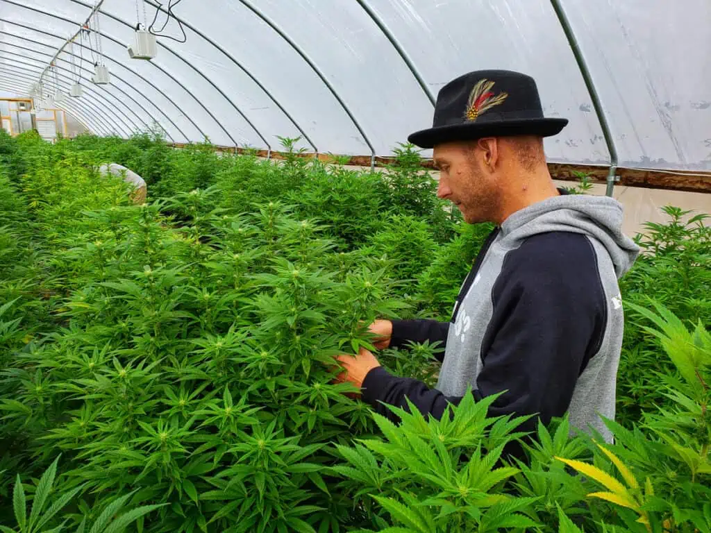 commerical cannabis grow room. A grower is in a large indoor cannabis garden