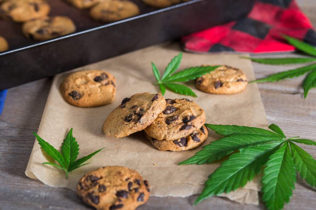 Freshly baked cannabis butter cookies with chocolate chips on a baking tray and cannabis leaf on top