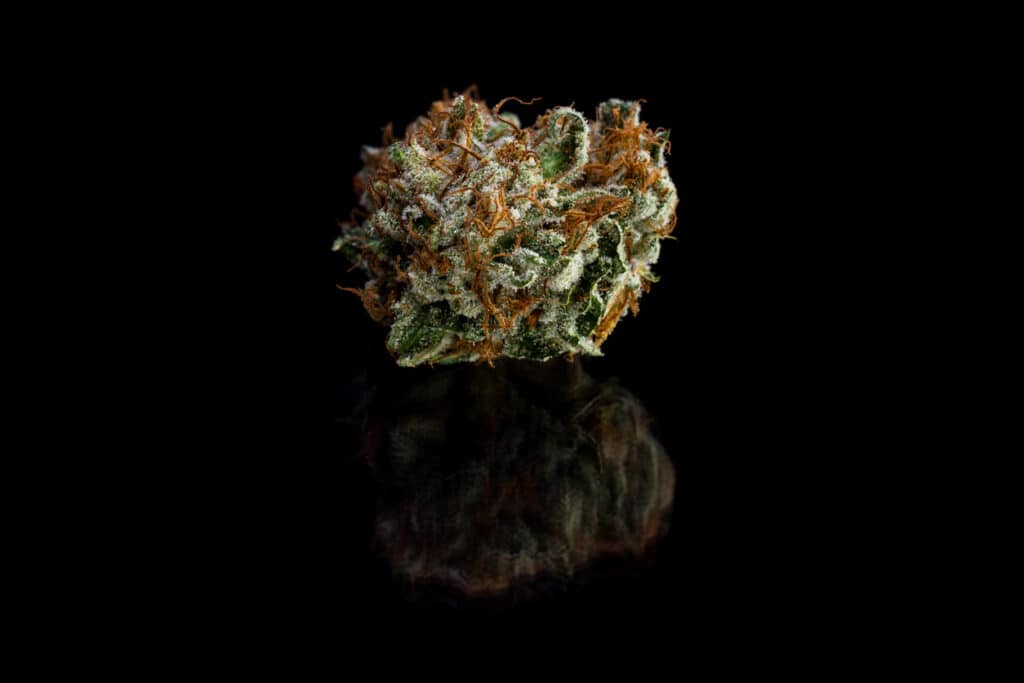 Gelato 45 cannabis bud