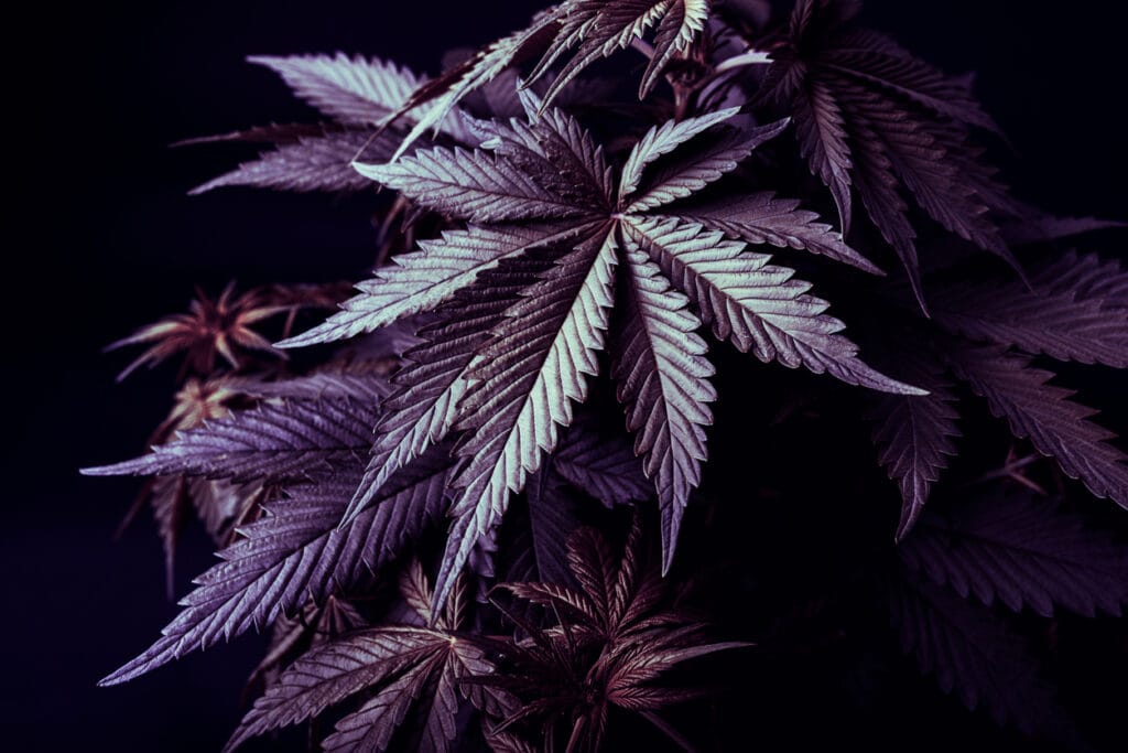 Purple cannabis strains