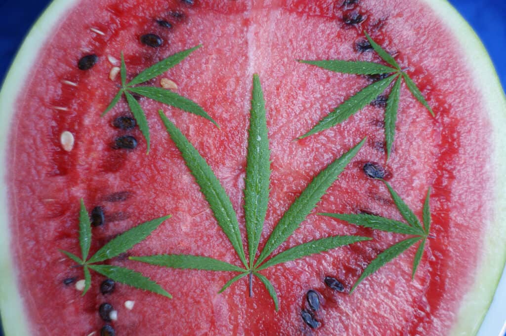 Cannabis leaves on a watermelon. 
