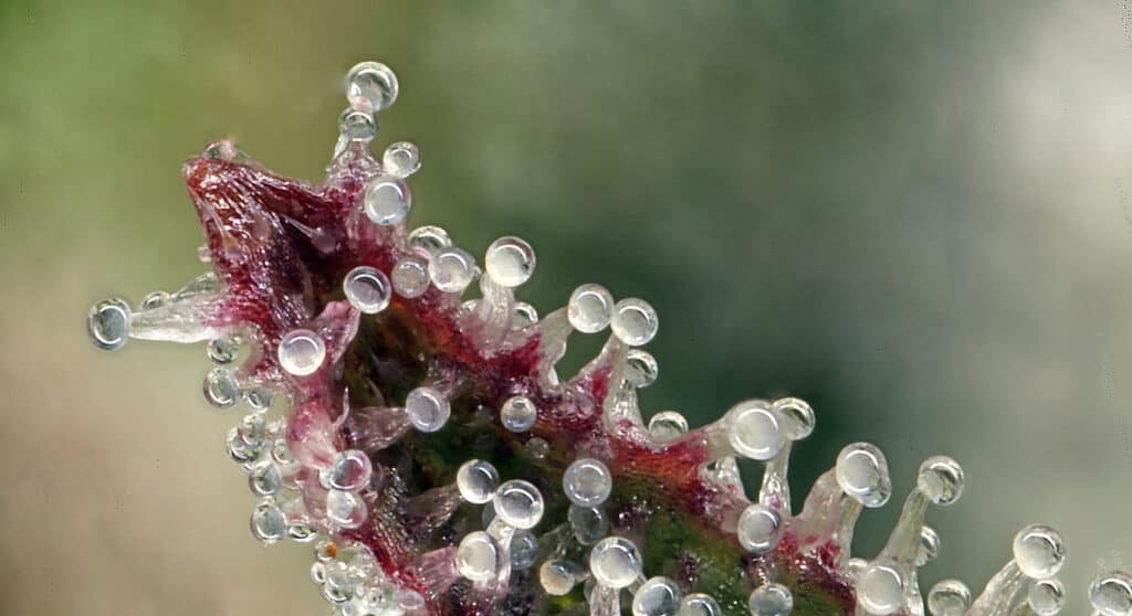 close up cannabis trichomes clear in color, too early to harvest