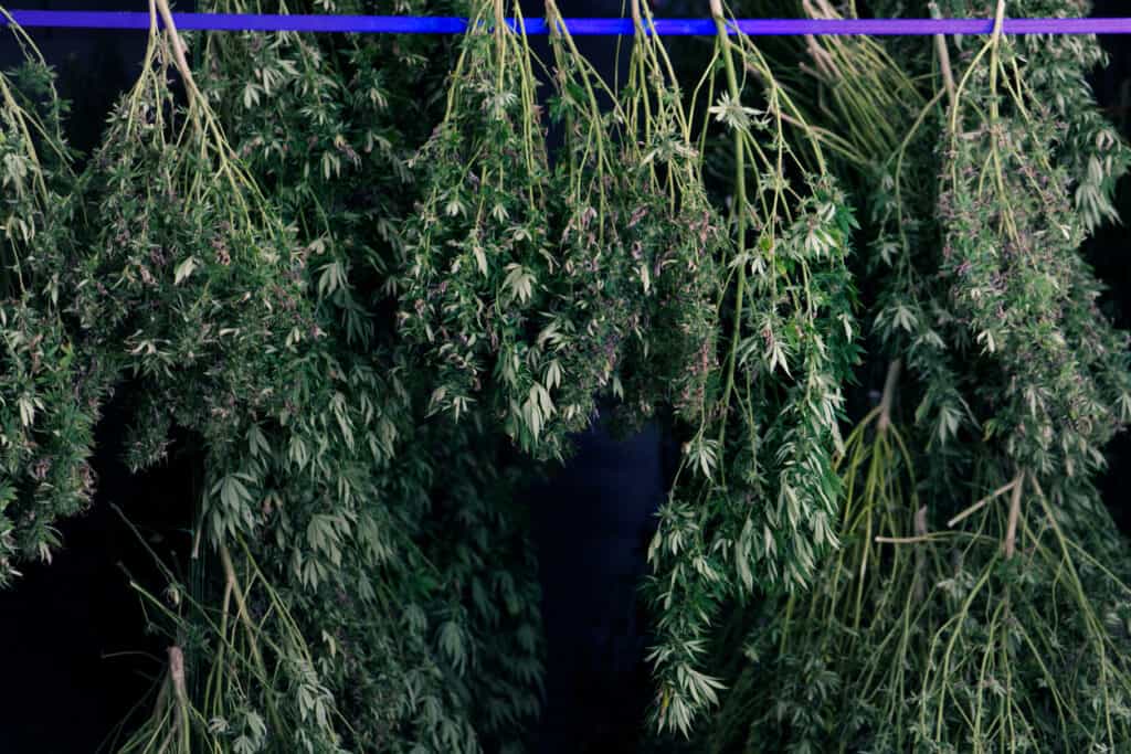Drying weed outdoors 