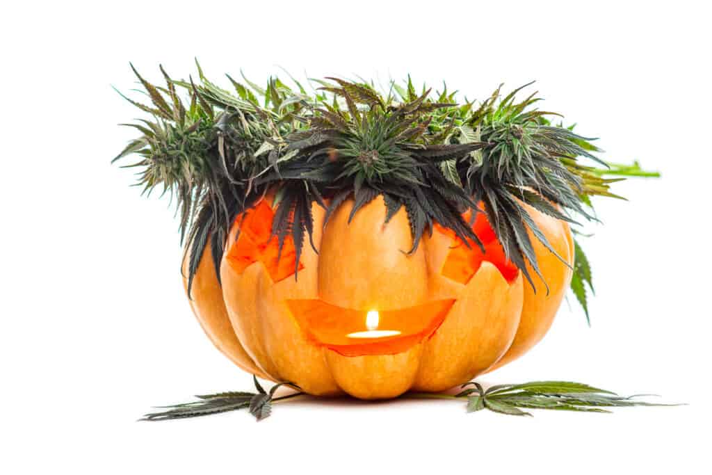 cannabis filled pumpkin Halloween design. 15 spooky cannabis strains.