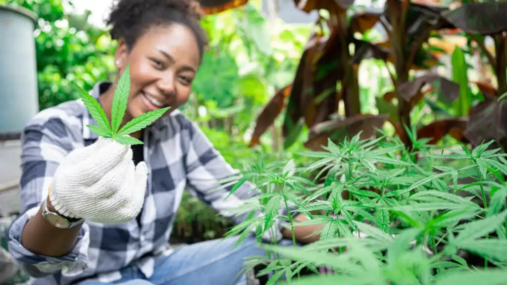 How to grow weed outdoors.