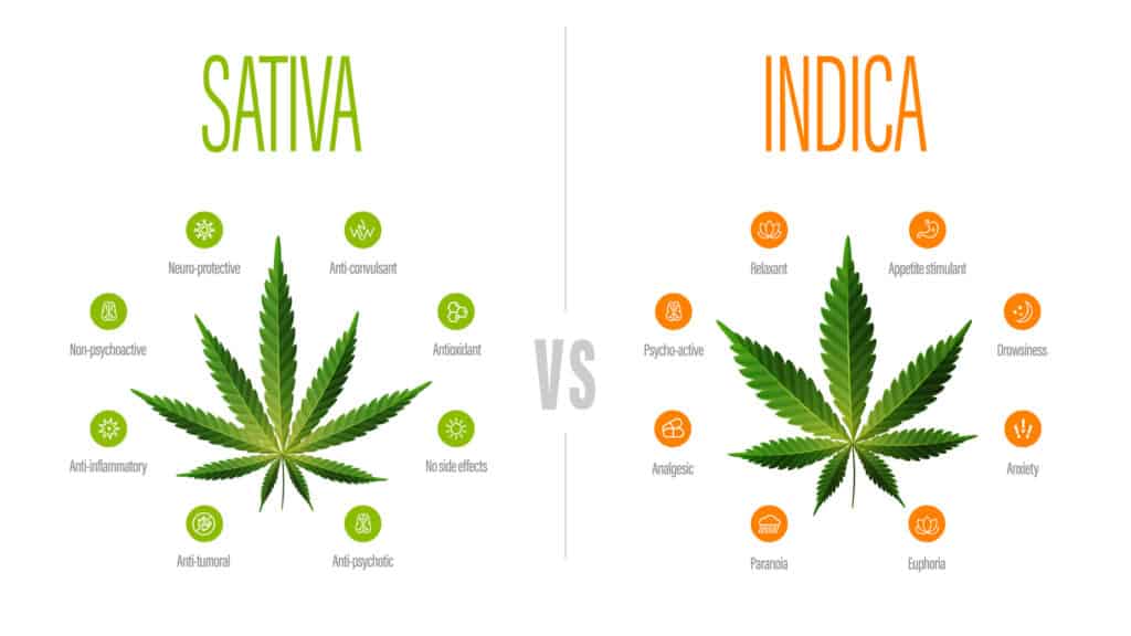 Indica effects vs sativa effects chart