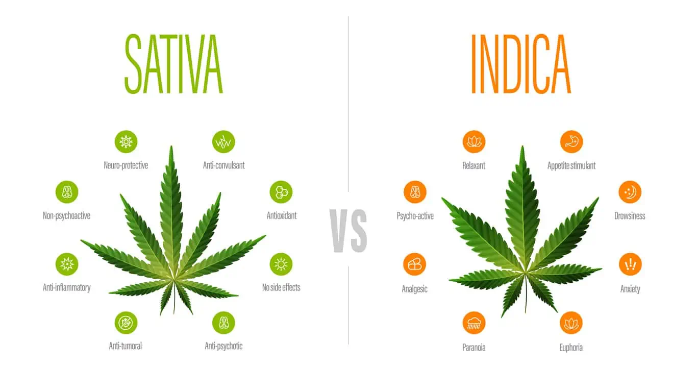 An Ultimate Guide To Indica Effects