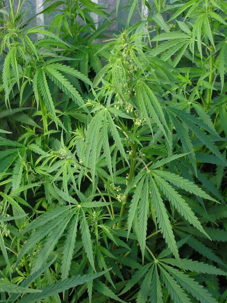 Male cannabis plants