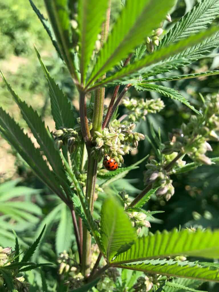 Sexing male cannabis plants. Ladybug on a male cannabis plant