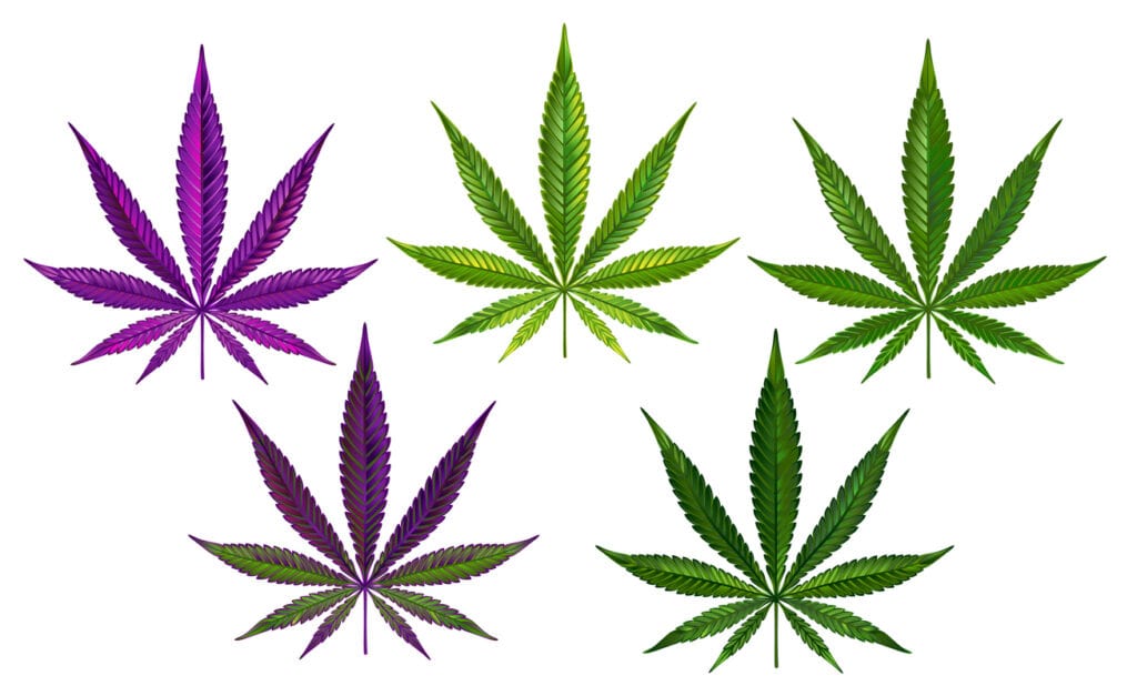 What do the colors of marijuana mean? Purple and green, dark green marijuana leaves.