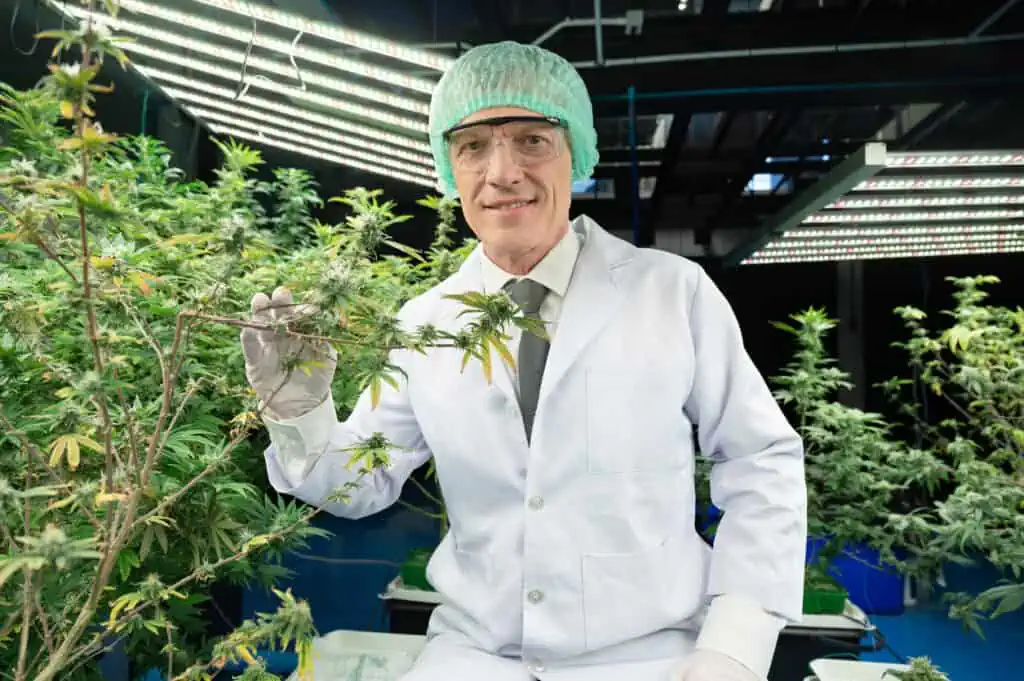 How to become a master grower of marijuana. Man indoors at a large cannabis grow room. 