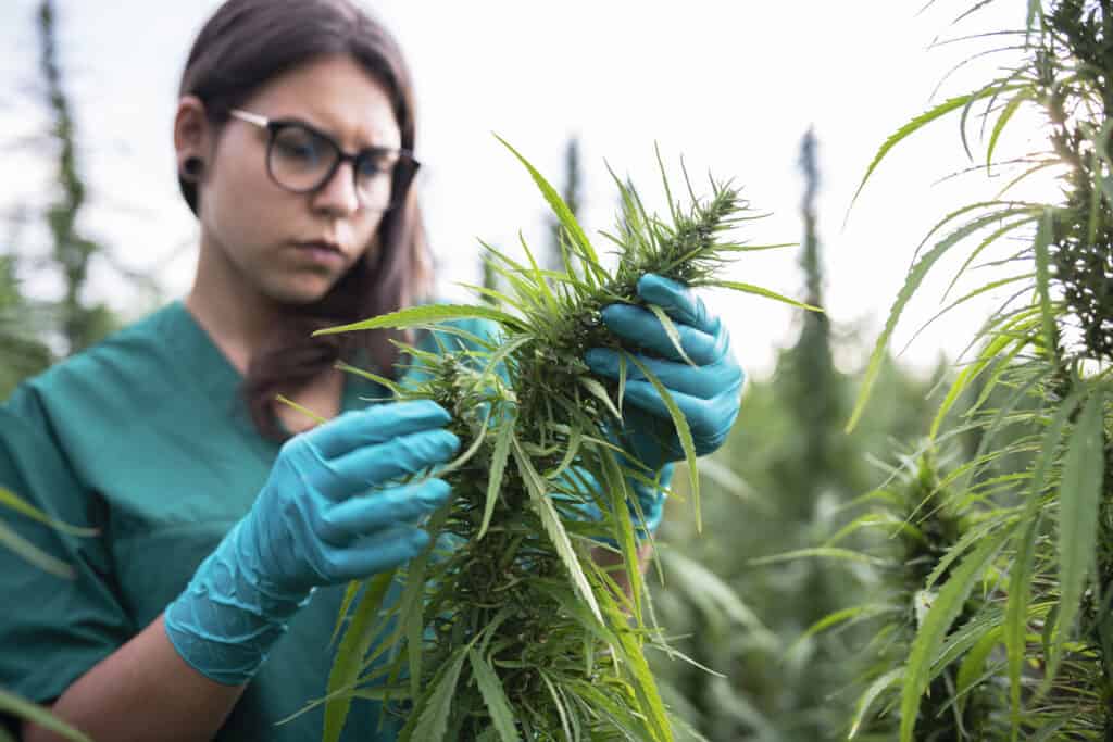 How to tell if weed is good. Cannabis grower looking closely at cannabis to determine quality of the buds. 