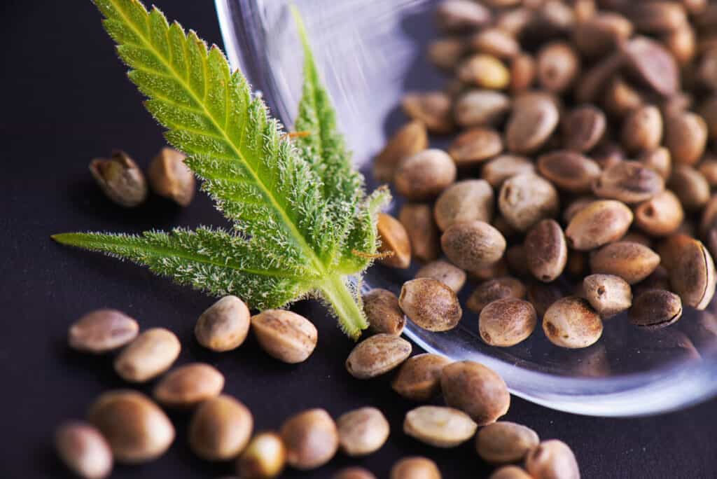 cannabis seed banks vs. seed brokers. cannabis seeds and a weed leaf