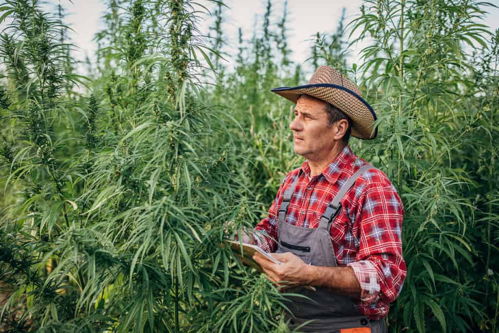 Master grower certification program. Outdoor cannabis grower in a large cannabis garden.
