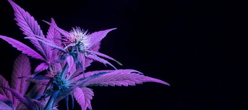 purple platinum purple cannabis 