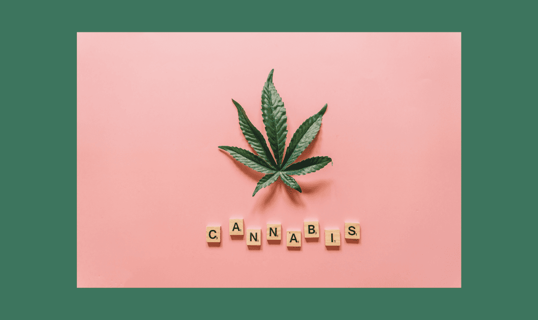 Ultimate Look: History of Cannabis Expo Events