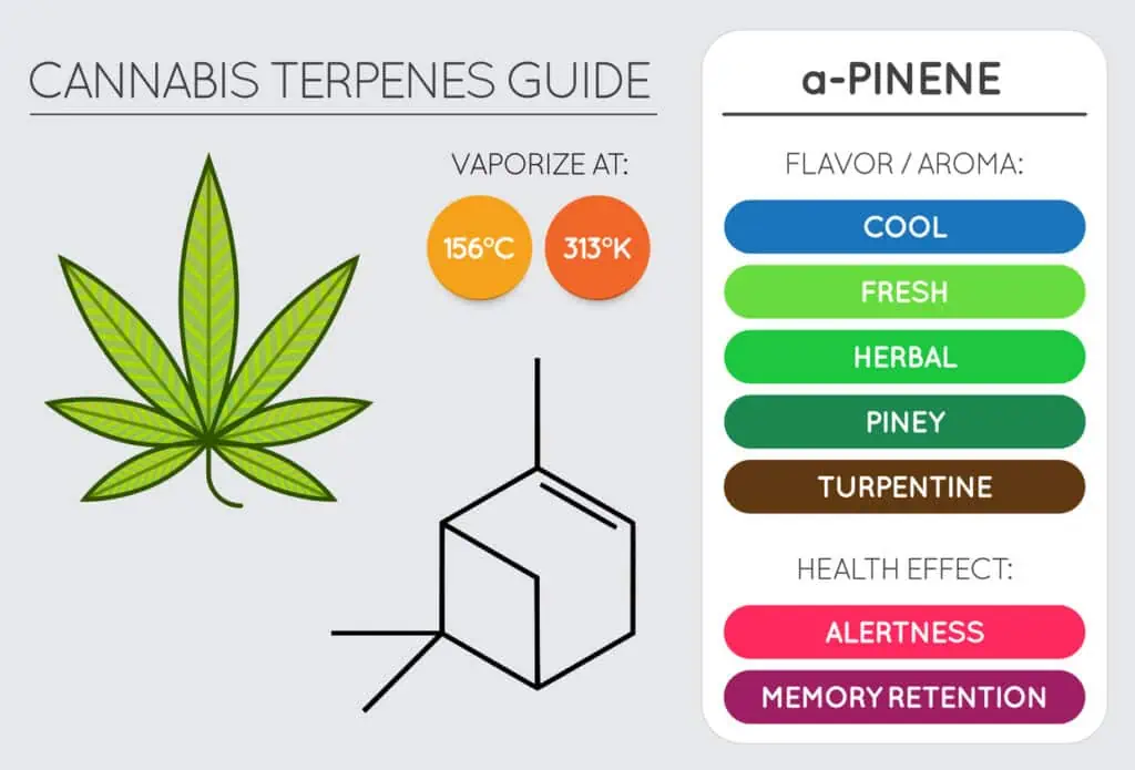 Pinene terpene flavor, aroma, health effects, chart. 