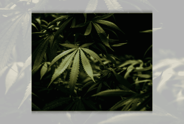 A monochromatic image featuring marijuana leaves, highlighting the impact of Mexico's cannabis laws.