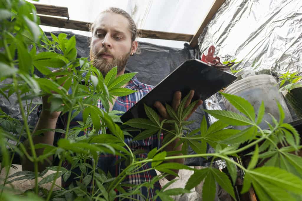 how to grow organic cannabis. Cannabis grower growing weed indoors