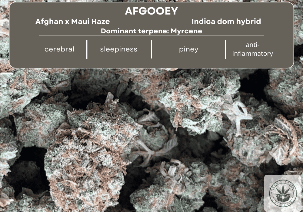 Afgooey strain buds, close up, with a table at the top that lists its genetics, terpenes, smell, taste, effects.