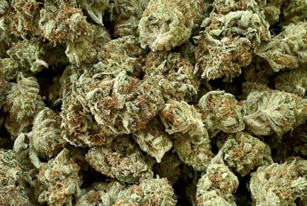 a list of Afghan Gold strain effects, taste, medical uses and Afghan gold buds