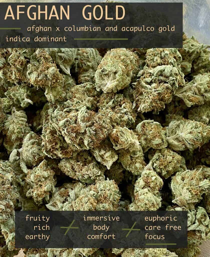 Afghan gold strain picture, effects, taste, medical conditions, and genetics. 