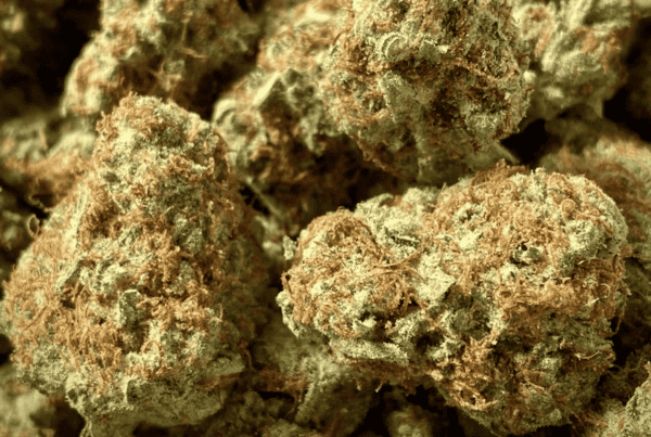 close up of cannabis flower, afghan skunk