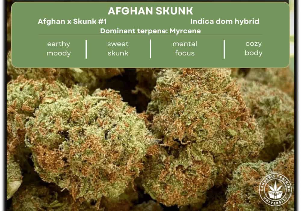 Afghan skunk strain buds and effects, smell, genetics.