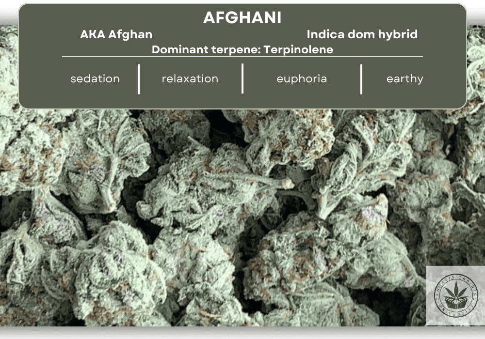 Afghani strain buds in a pile with a table that shows it is indica dominant , its terpenes, its effects, and smell.